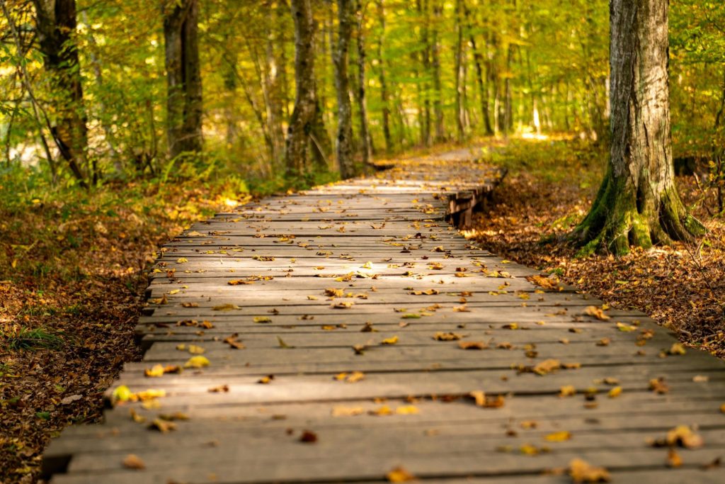 Ein beschaulicher Holzsteg schlängelt sich durch einen farbenprächtigen Herbstwald, der mit herabgefallenen Blättern bedeckt ist.