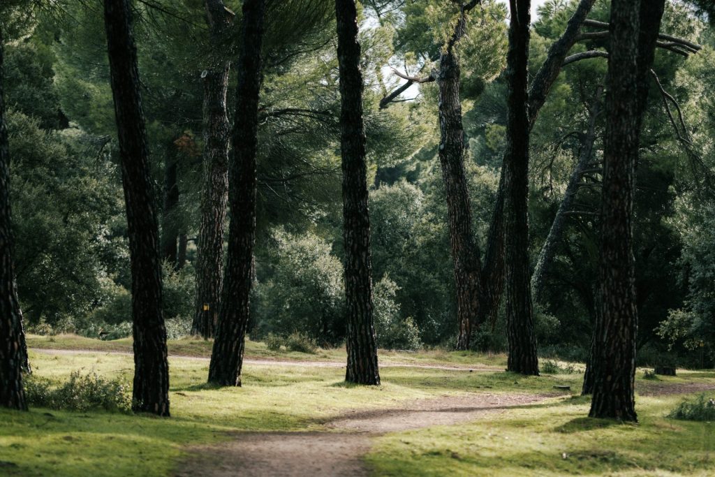 Ein unbefestigter Pfad schlängelt sich durch einen dichten Wald.
