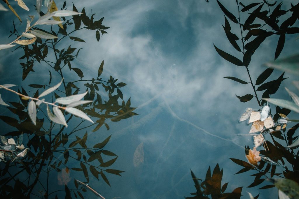 Die Blätter eines Baumes spiegeln sich im Wasser