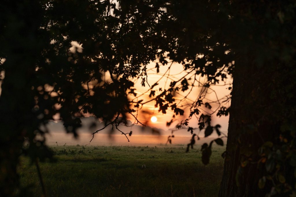Die Sonne geht hinter einem Baum auf einem Feld unter.