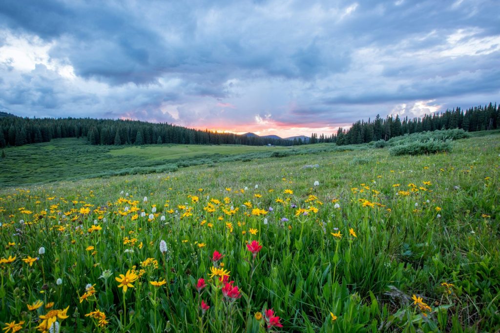 Luftaufnahmen von Blumen bei Tageslicht